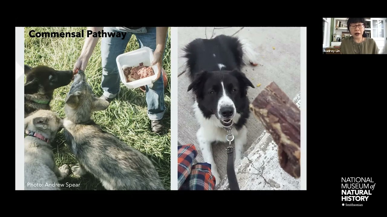 HOT (Human Origins Today) Topic: How Dogs Became Our Best Friends: The Genetics of Dog Domestication