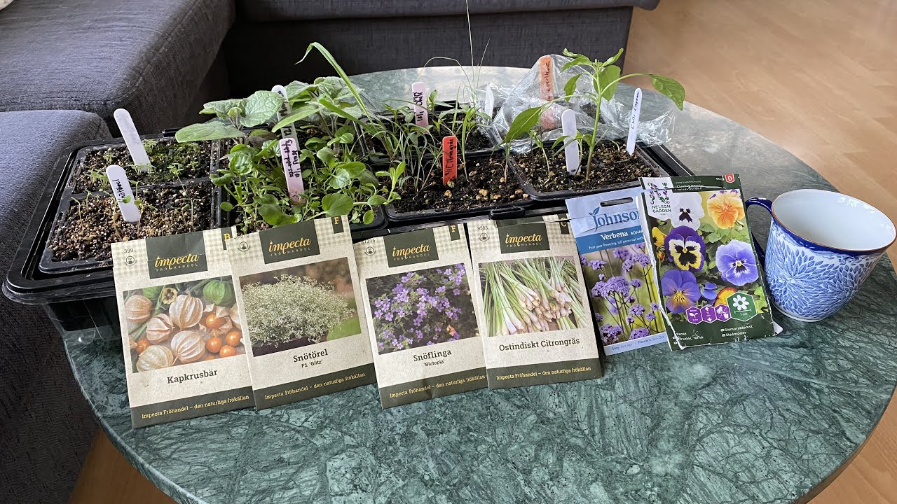 What I sow in February | Chili, gooseberries, pansies, lemon grass and summer flowers 🌸 🌱🌱