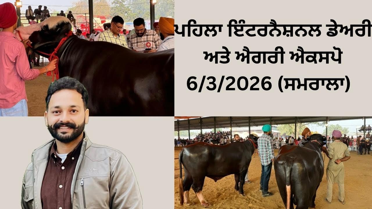 6 March 2026 ਸਮਰਾਲਾ ਵਿੱਖੇ ਦੋ ਦੰਦ, ਦੁੱਧ ਦੰਦ ਨੀਲੀ ਰਾਵੀ ਦੇ ਕੱਟਿਆਂ ਦੇ ਮੁਕਾਬਲੇ 💪