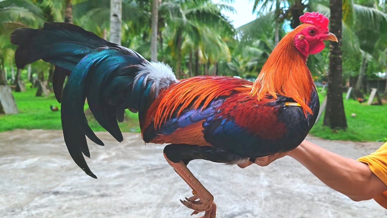 Pagpipili ng Inbred na Breeding Materials o Seedfowl