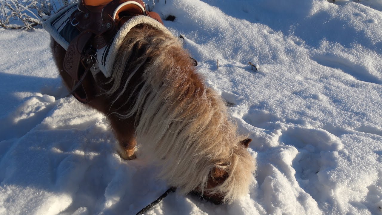 Mini Horses in Motion -23´C Finland