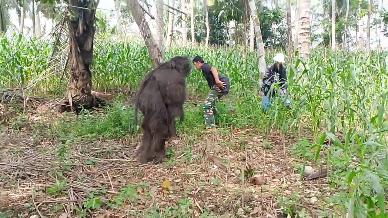 Pelualang mau liat2 kebun jagung dulu sampai di gubuk ada dua ekor orang hutan