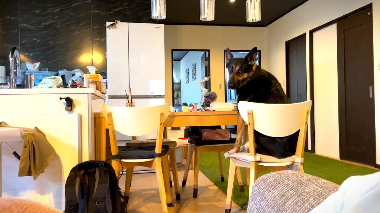 晩ご飯が待ちきれなくて先に食卓に座ってる愛犬ｗ【シェパード】
