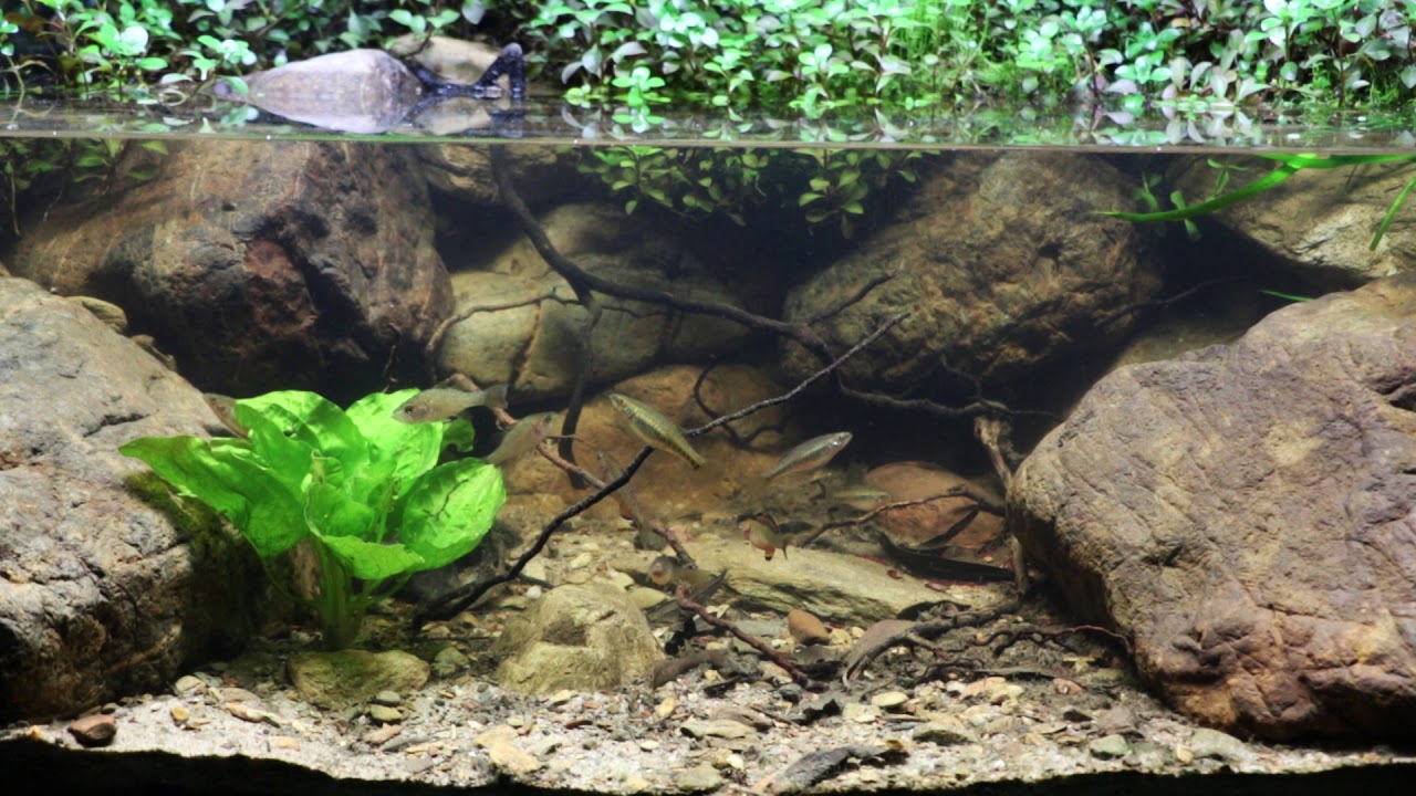 Empire Gudgeon Biotope Australia.