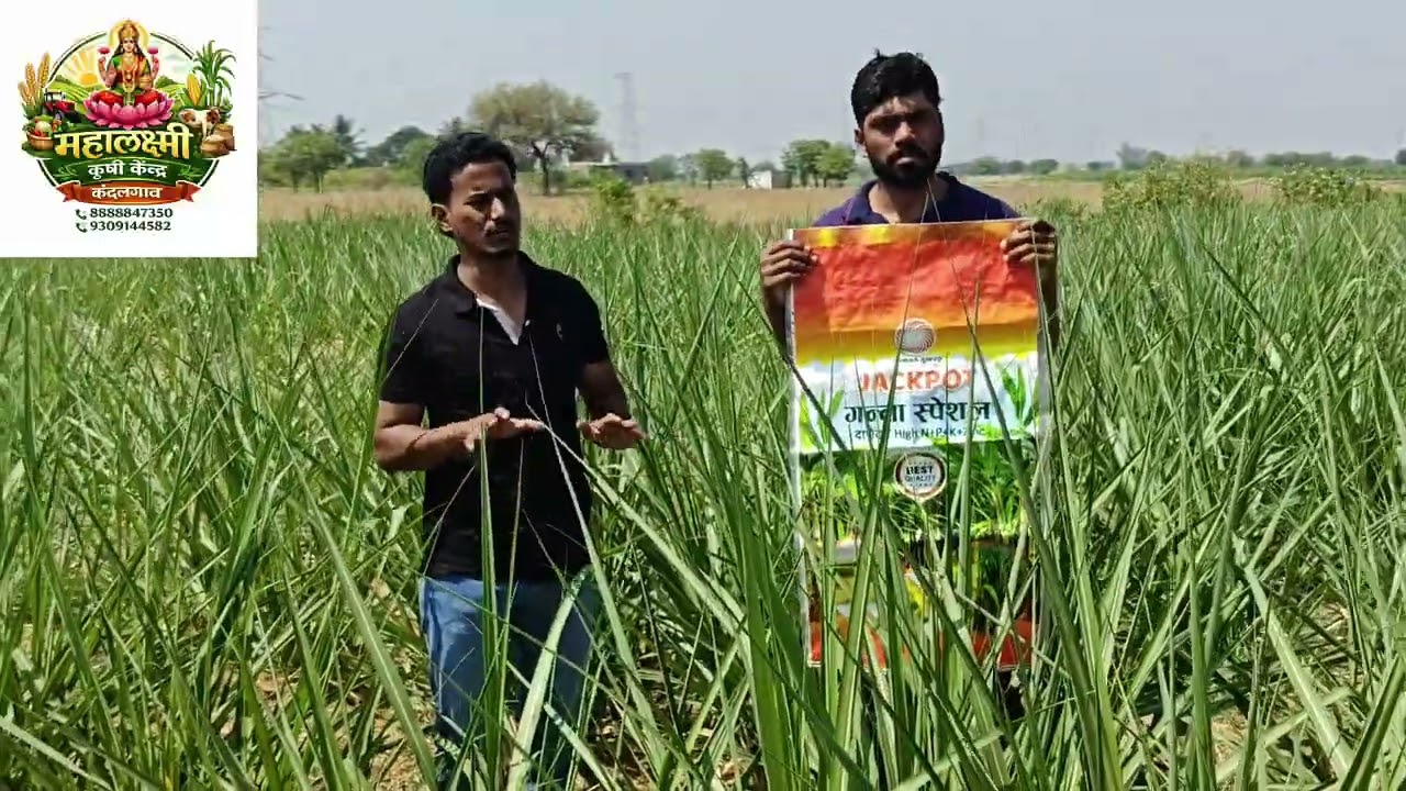  ऊस पिकामध्ये निर्माण फर्टीलायझर यांचे गन्ना स्पेशल याचे उत्तम रिझल्ट 👌👌🌿