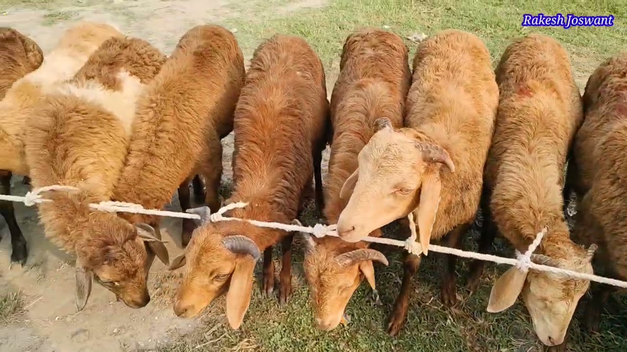 गोट फार्म। Goat farming in India.