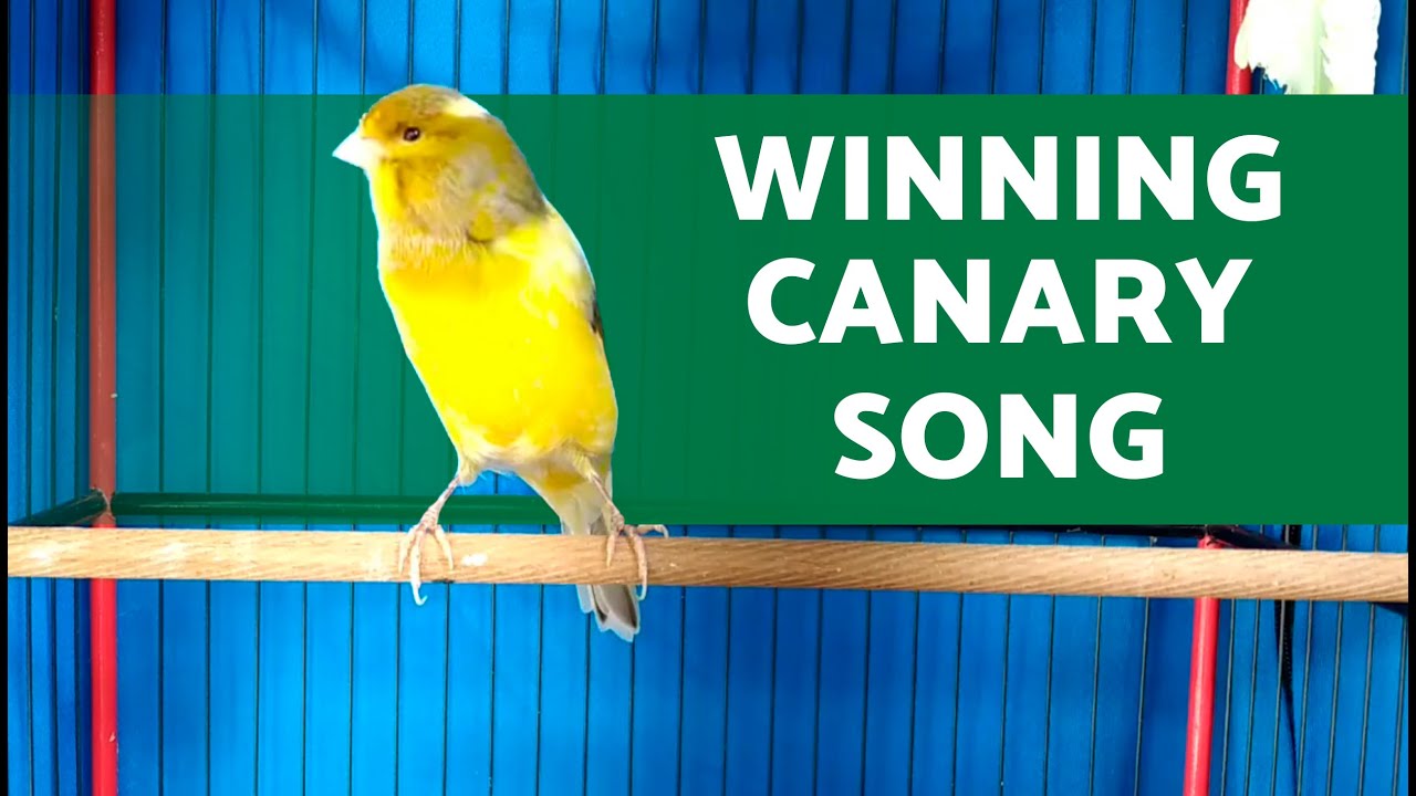 Champion CANARY Singing for CONTEST 💛