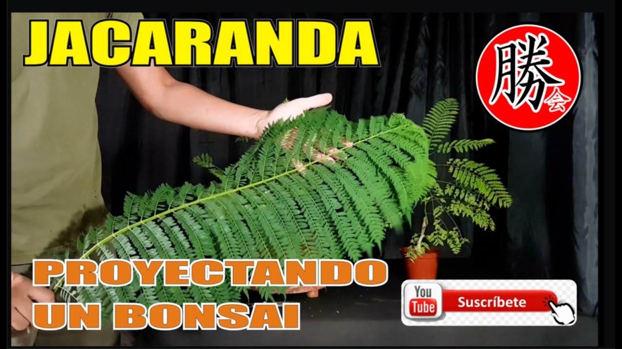COMO RAMIFICAR  UN PLANTÓN DE JACARANDA - Y ARBOLES DE HOJA COMPUESTA QUE SERÁN BONSAI