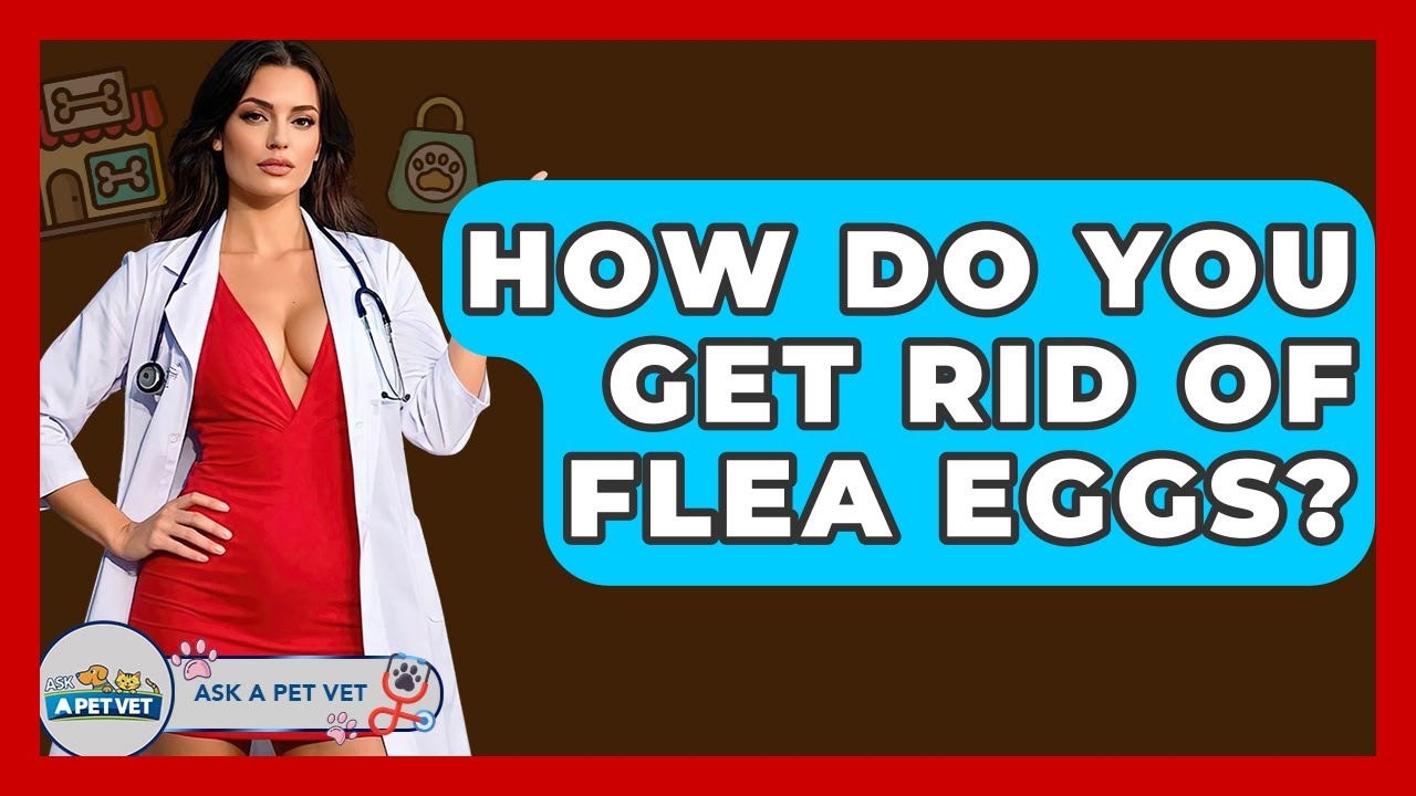 How Do You Get Rid Of Flea Eggs? - Ask A Pet Vet