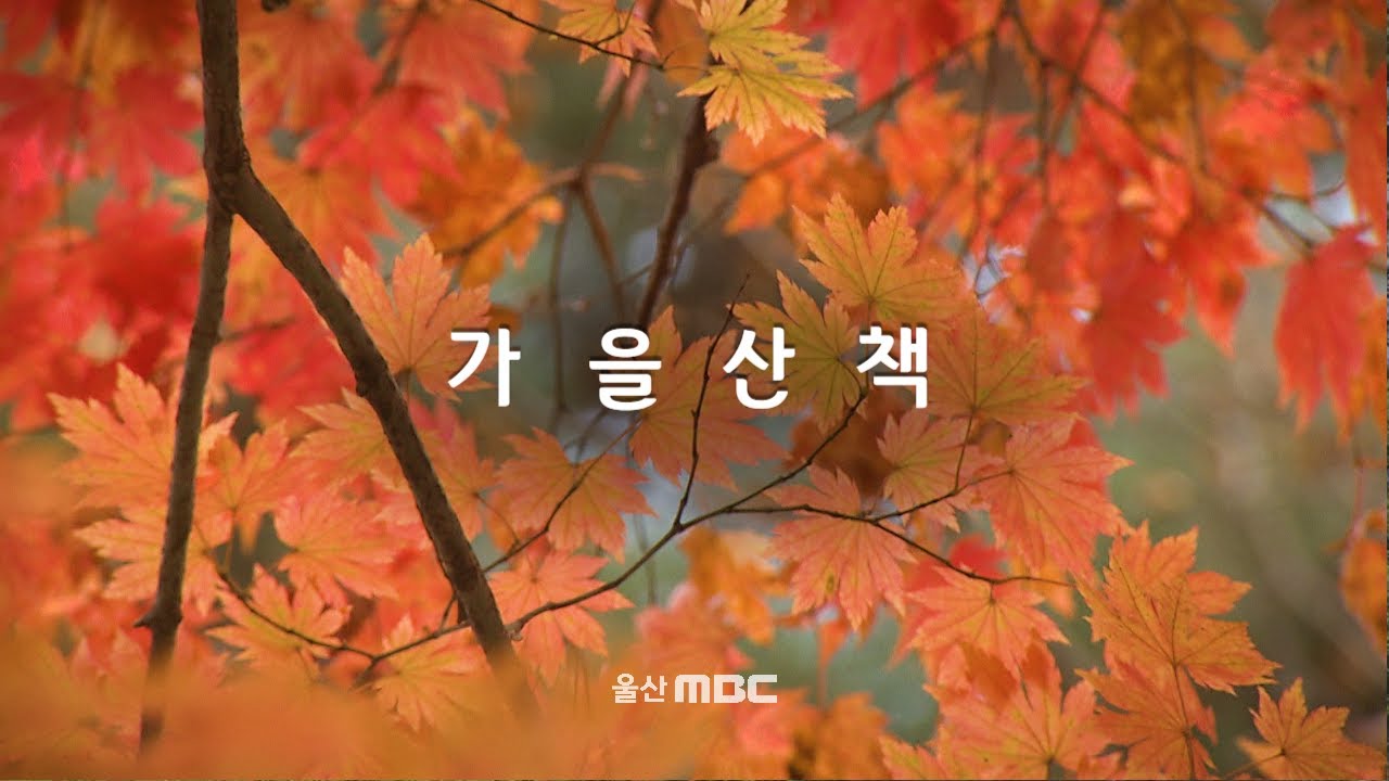 석남사 만추 [영상스케치] (2024.11.22/울산MBC)