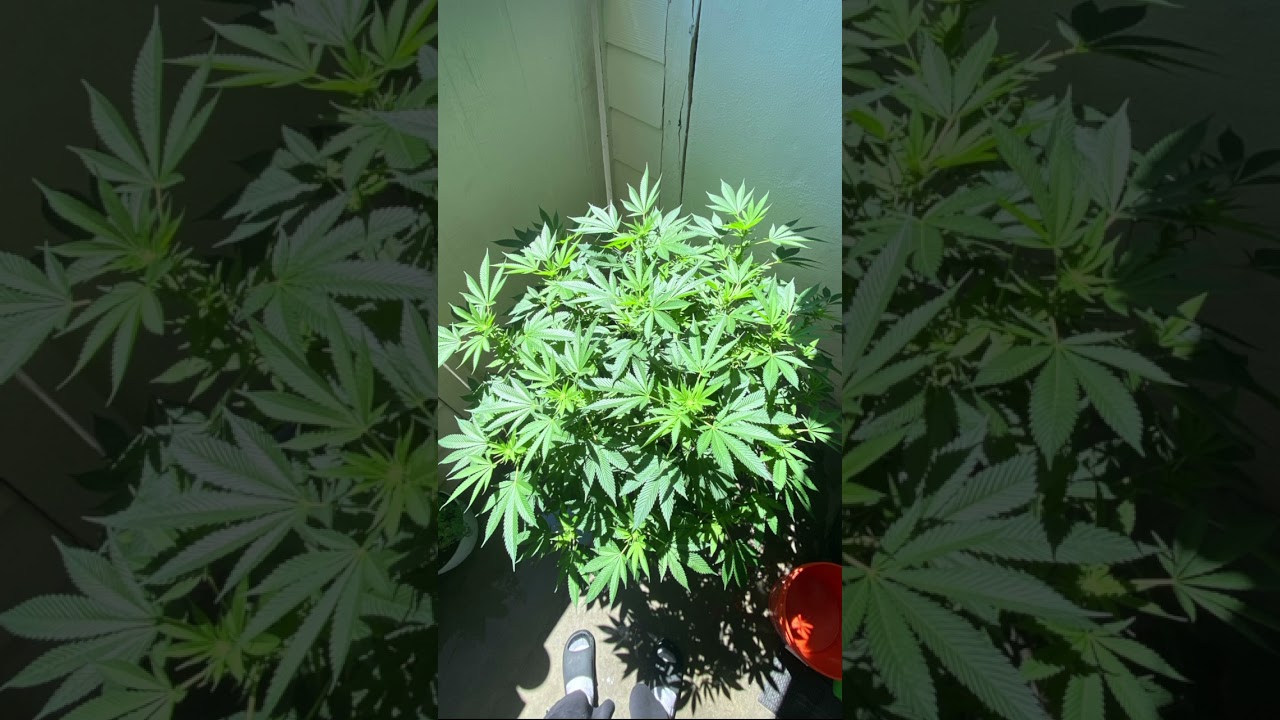 Og skunk