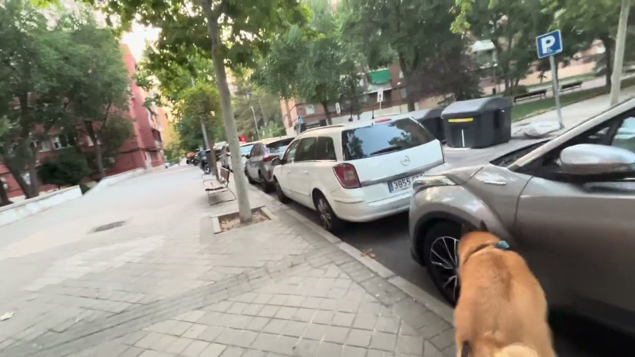 Duque 40 meses 【Espana 】371