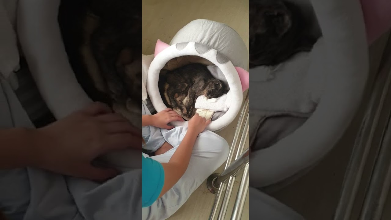 my cat is dead, my daughter can't stop crying 😭😭😭 /#gone