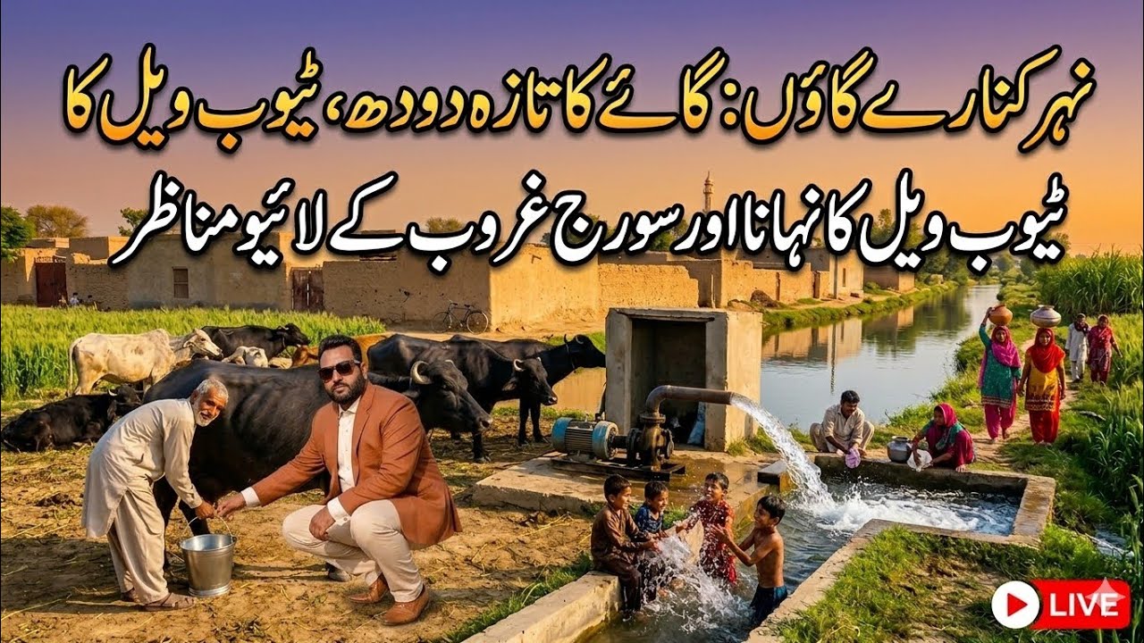 نہر کنارےگاؤں۔گائےکےدودھ دوہنےٹیوب ویل میں نہانےاورسورج غروب کےلائیومناظر گاؤں کی طرز زندگی۔