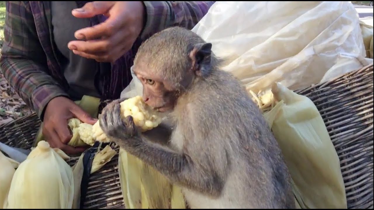 Baby Monkey Very Hungry, Thanks Seller For Give Corn, monkeys 1064 Tube BBC