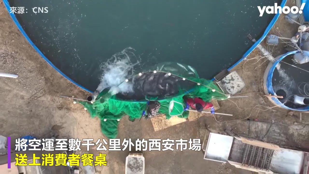中國吐魯番用天山雪水 養出「沙漠鮭魚」2026年產量目標2000噸【#Yahoo國際通】