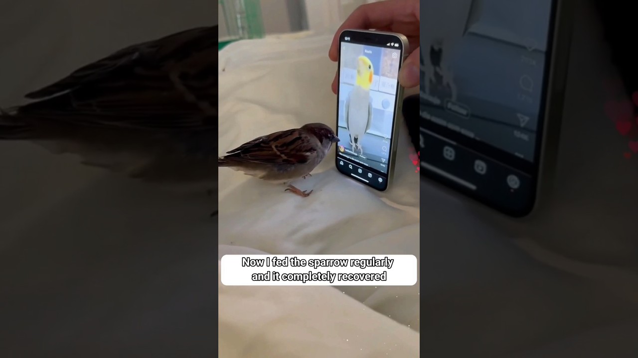 My cat gifted me a sparrow, and then #animalshorts #sparrow #kitten