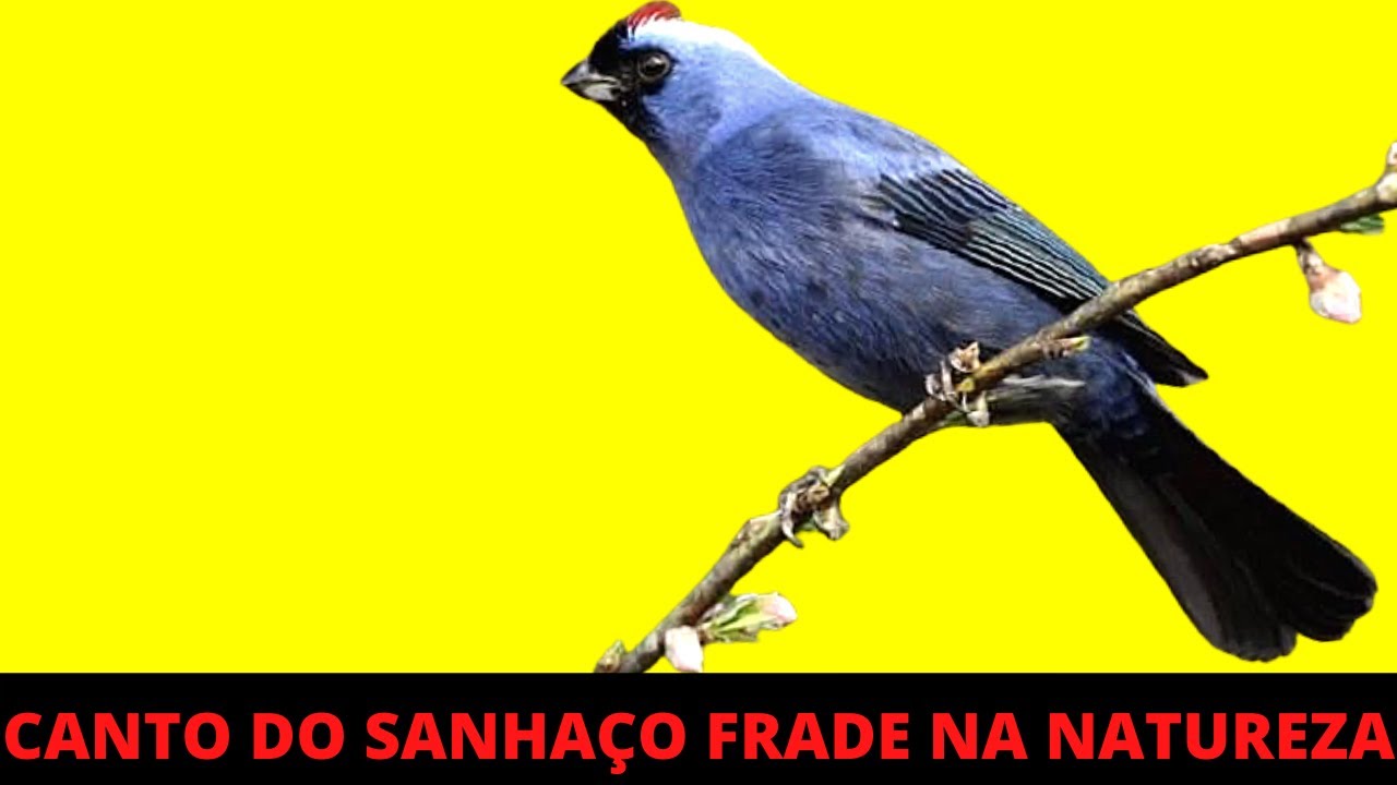 CANTO DO SANHAÇO FRADE NA NATUREZA