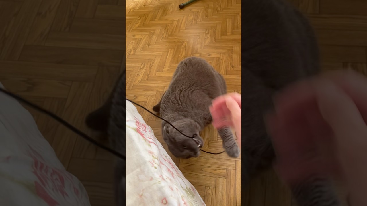 Кот грызет провода 😱 #cat #cute #прикольныекоты #animals #pets #кот