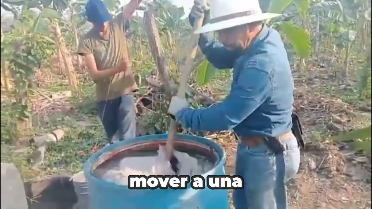Como nutrir de forma eficiente, el cultivo de plátano macho 