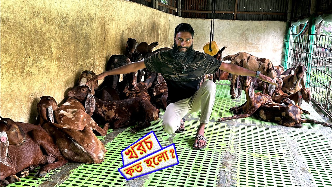 প্লাষ্টিকের মাচা VS ছাগলের জন্য ঐতিহ্যবাহী মাচা কোনটি ভালো?