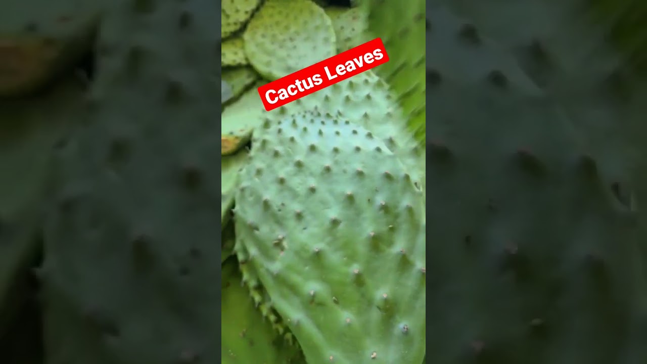 Cactus Leaves or Nopales #nopales #cactusleaves #mexicanfood #LaVaquita #PendergrassFleaMarrket