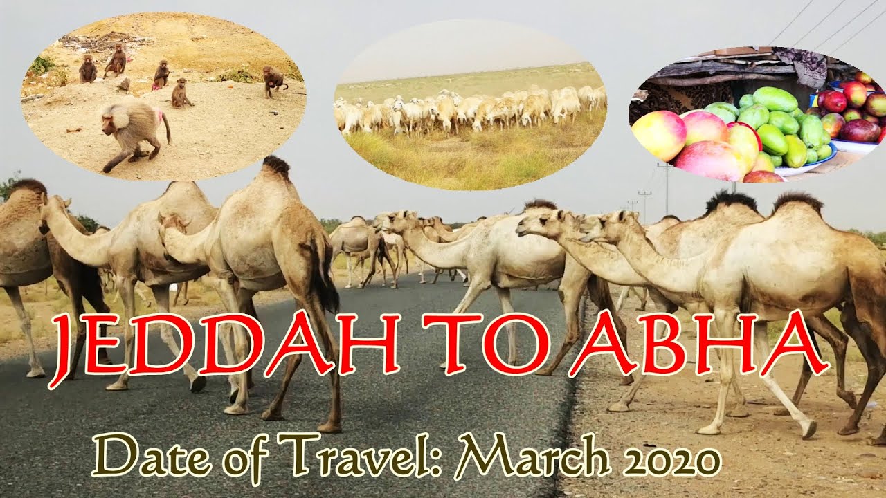 Travel Jeddah To Abha Part 2