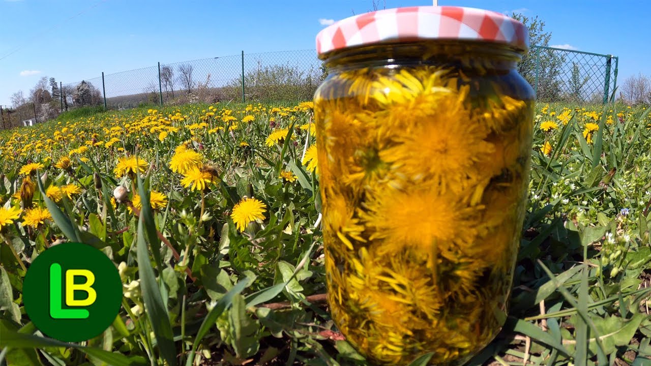 Kako napraviti ULJE OD MASLAČKA (macerat maslačka) i šta sve leči