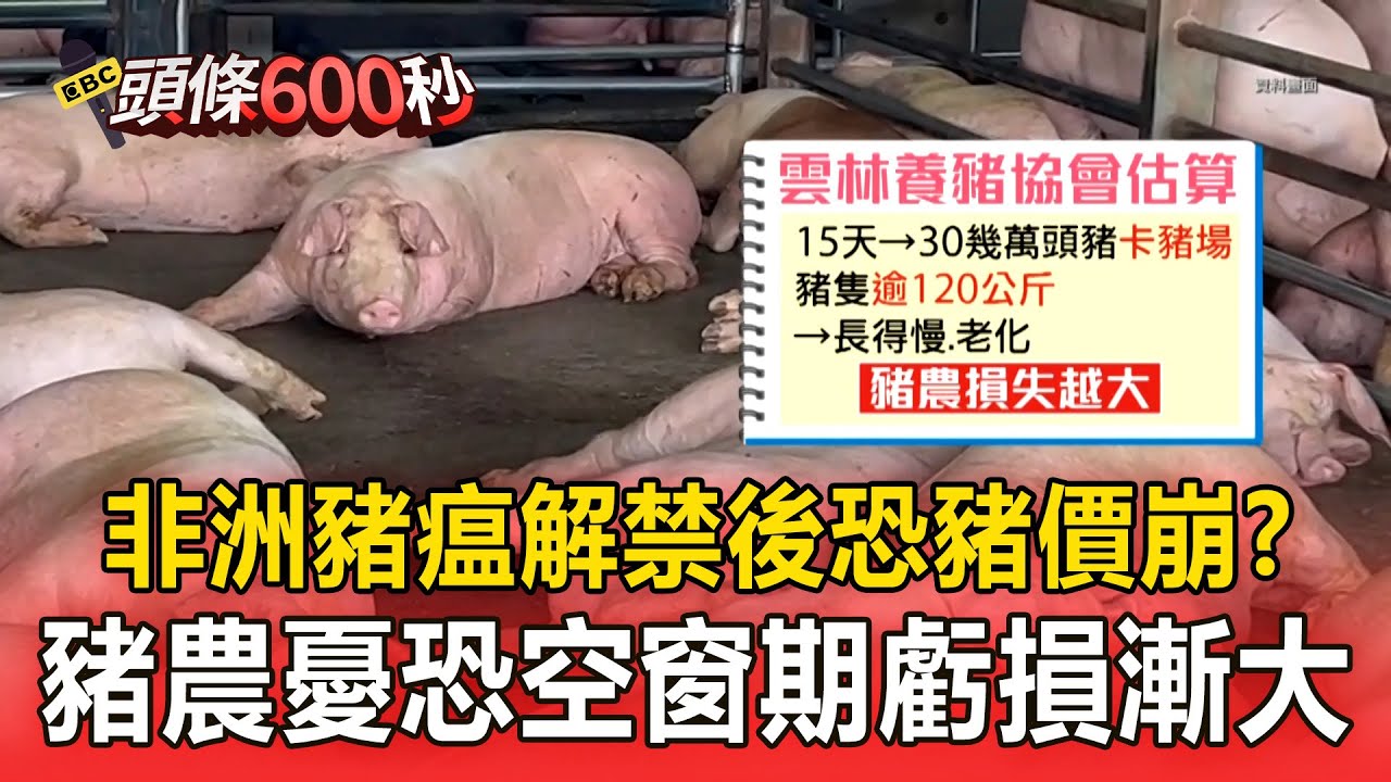 非洲豬瘟解禁後恐「豬價崩」？豬農憂恐空窗期虧損漸大【頭條600秒】