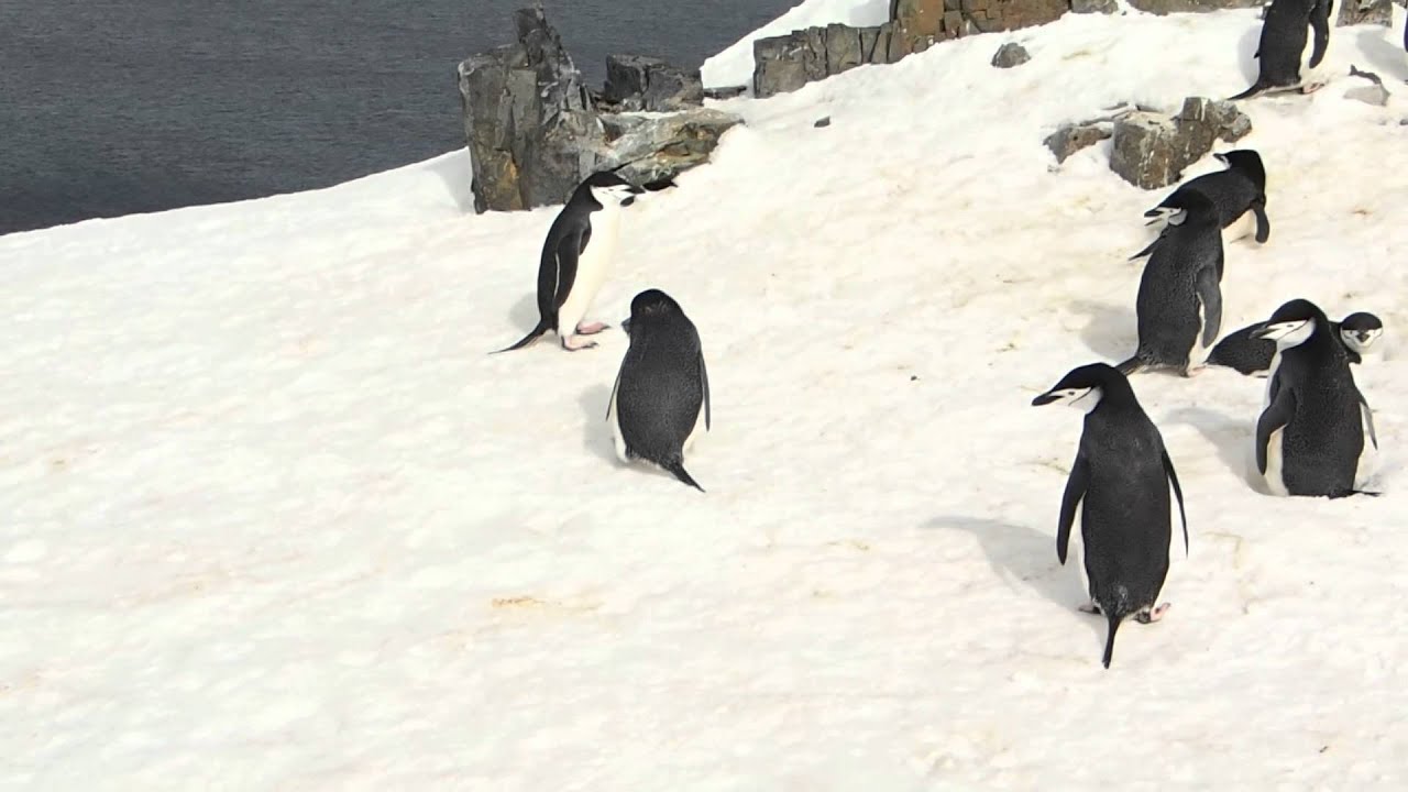 Chinstrap Penguins, South Shetland Islands, Antarctica