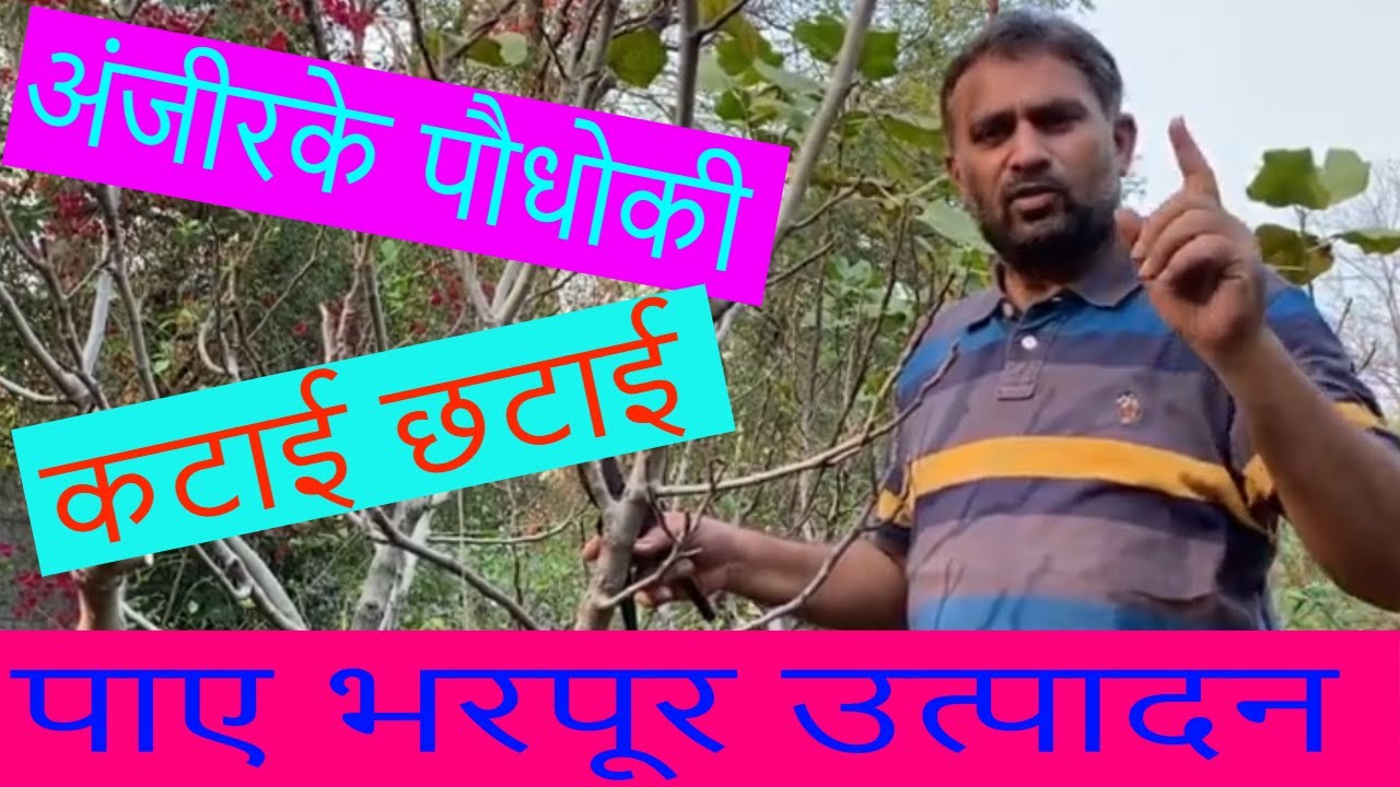 अंजीर के पौधे की छंटाई कैसे करें?//चौथे वर्ष में अंजीर  की ट्रिमिंग और कटाई//वार्षिक देखभाल 2022