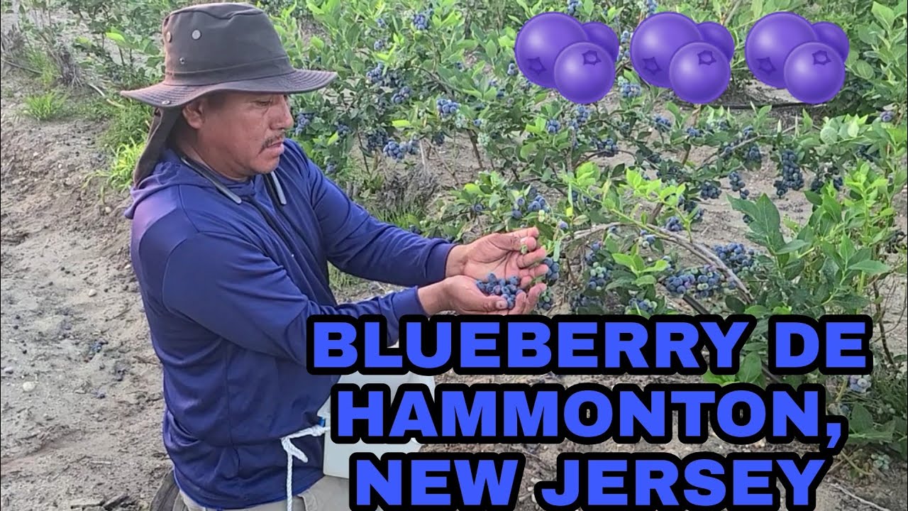 BLUEBERRY🫐🫐 DEL 2022.  HAMMONTON, NEW JERSEY