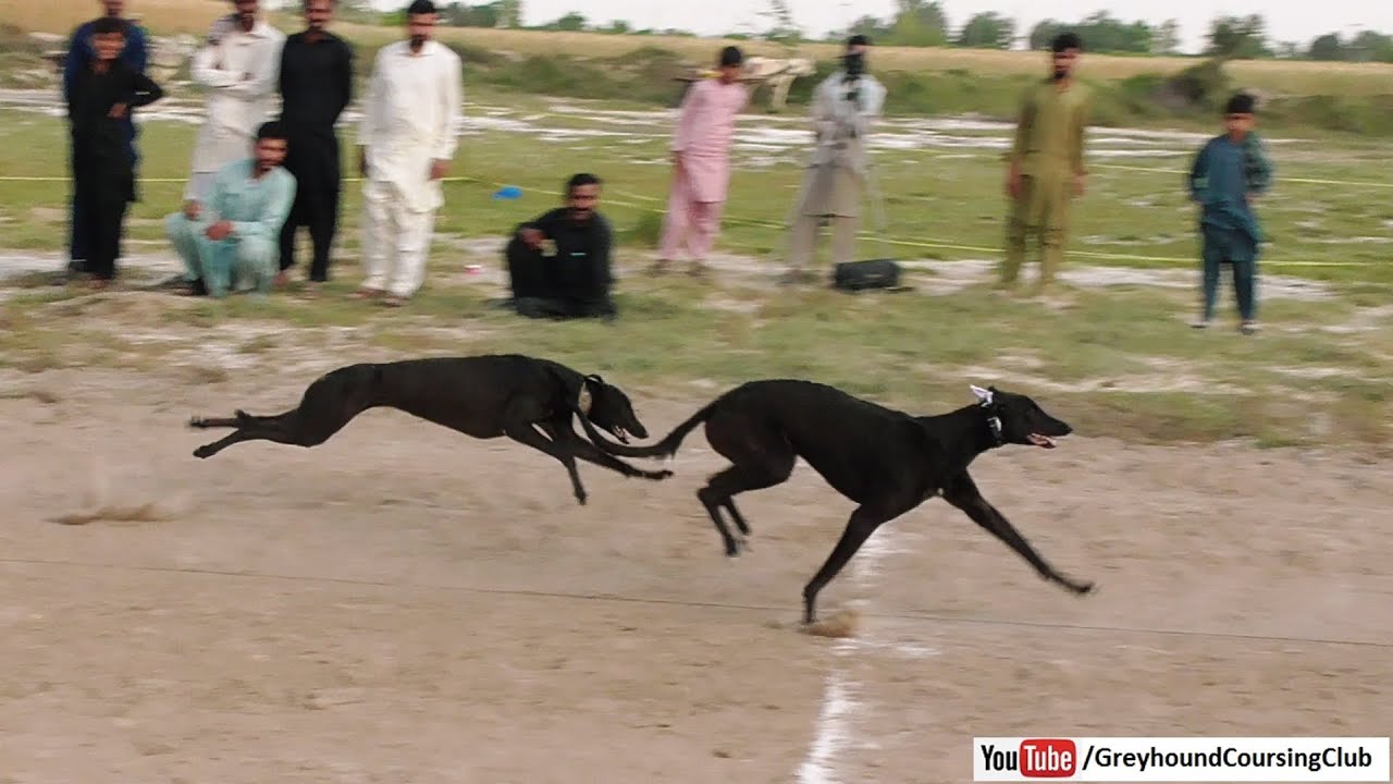 Greyhound race 2025 | dog racing in pakistan | drag race dogs