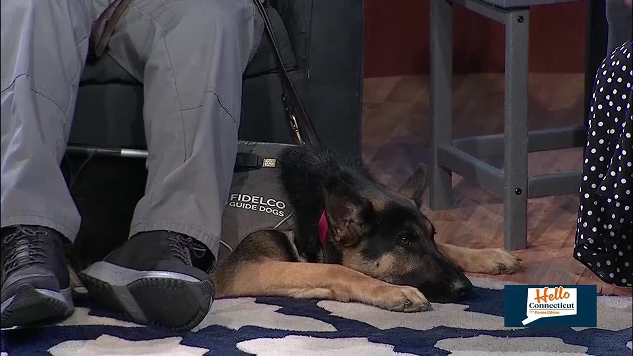 HELLO CONNECTICUT: Fidelco needs puppy raisers