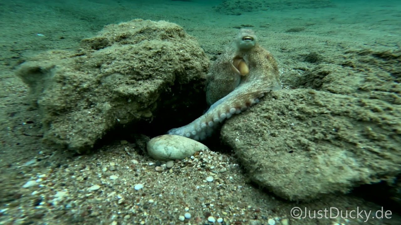 A farewell wave of the tentacle.