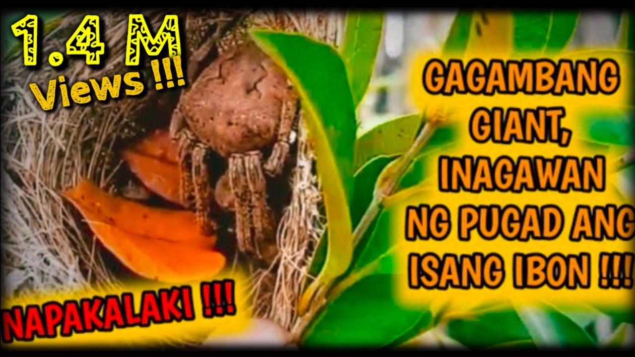GAGAMBA,  INAGAWAN ANG IBON NG PUGAD UPANG TIRAHAN !!!