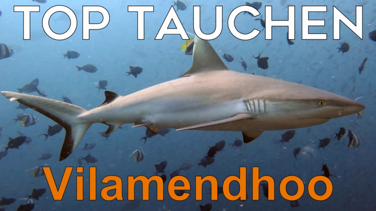 Vilamendhoo - Top Tauchen auf den Malediven - 4K