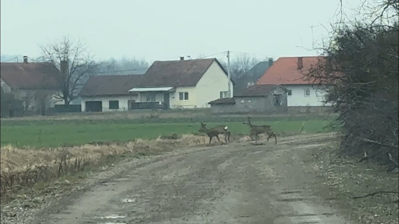 Gornja Tramošnica (Bludnik - Kozići) Košute 09.02.2026.