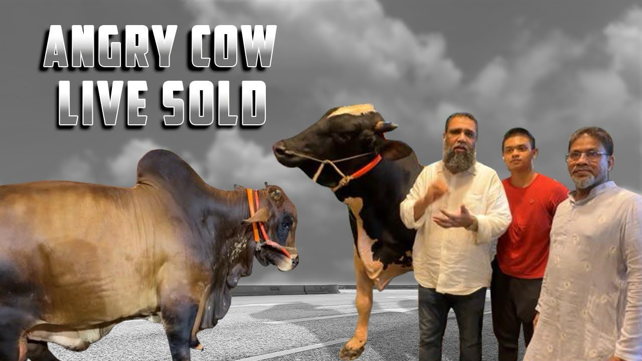 Angry Sahiwal and Holstein Bull Live Sold Sadeeq Agro 2024 | Big Cow Midnight Showdown 2024 |