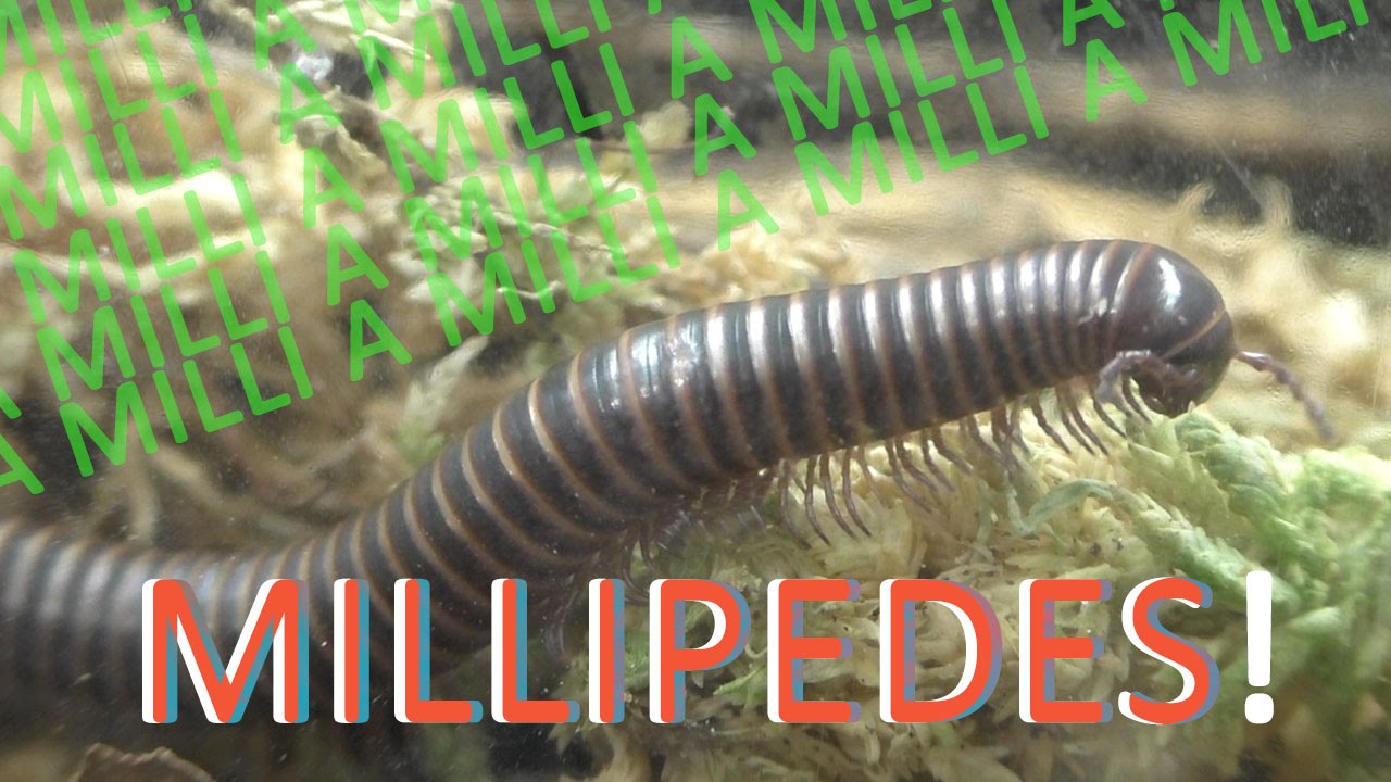 MILLIPEDES | 10 Exciting Facts about Millipedes