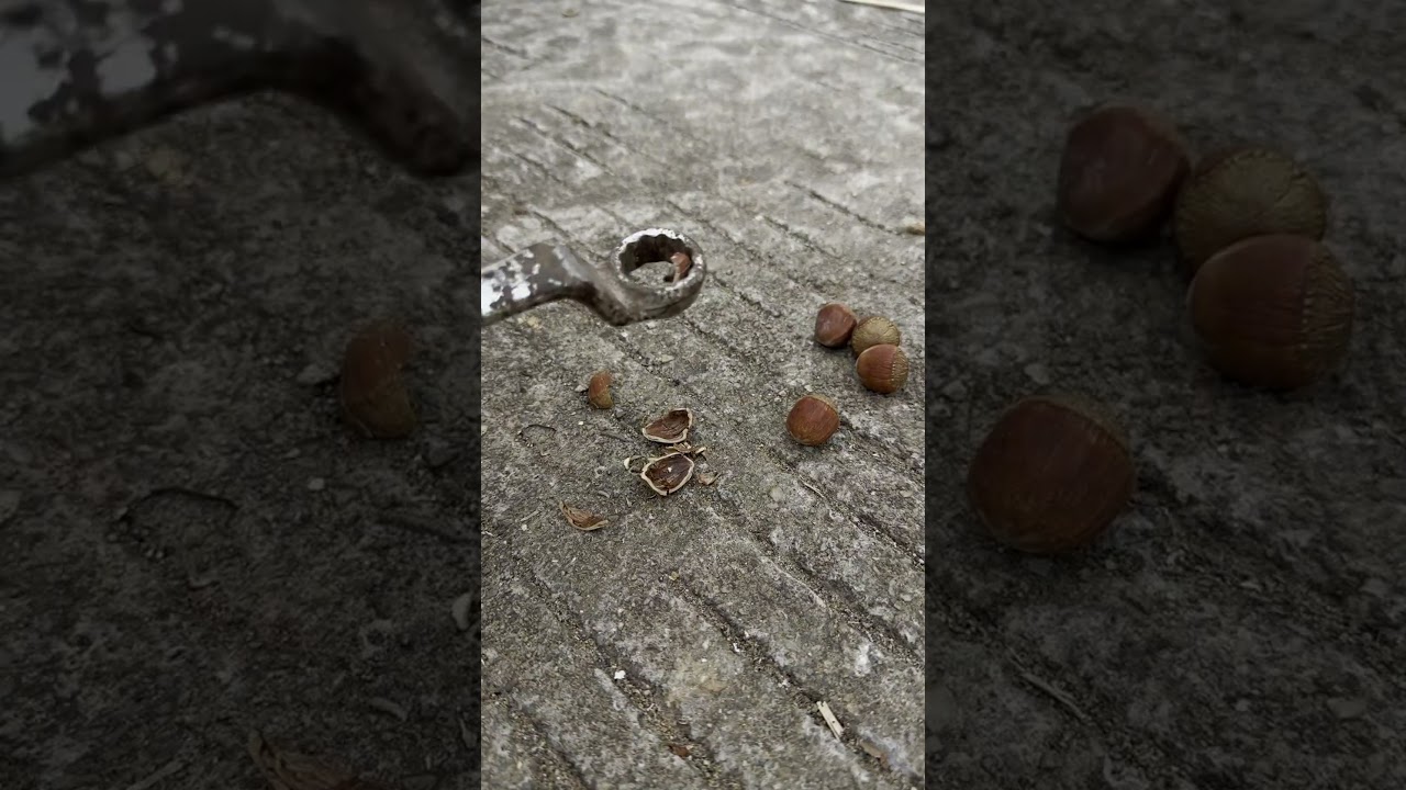 【Hazelnut Cracking Tutorial】Easily Get Whole Kernels with a Hammer and Nutcracker!
