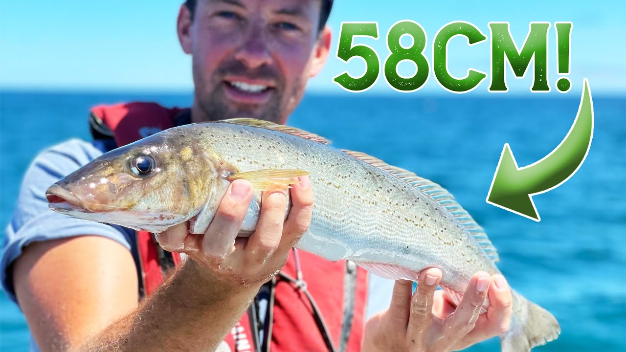 58 СМ КИНГ ДЖОРДЖ УАЙТИНГ! (Рыбалка на окуня, Тасмания)