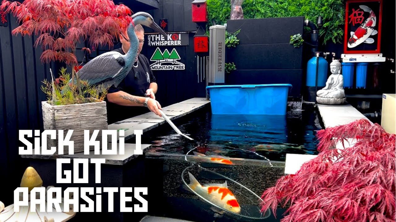 KOI POND UPDATE**SICK KOI**AND A FEW PROBLEMS IN THE PIPE LINE