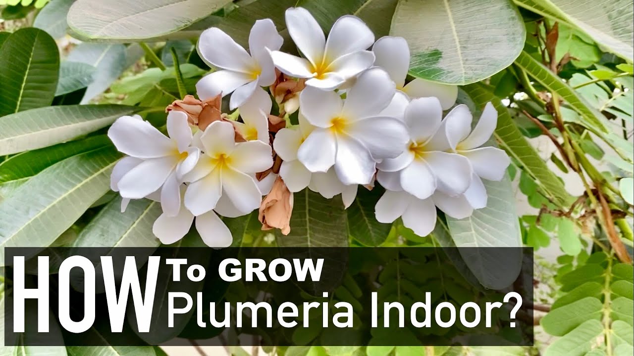 Fragrant Flower Plants | Plumeria Soil Propagation Indoor
