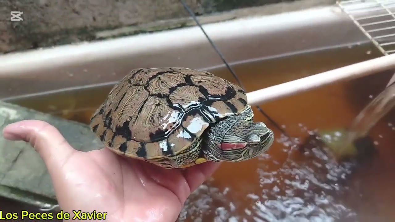 Tortugas con el agua marron