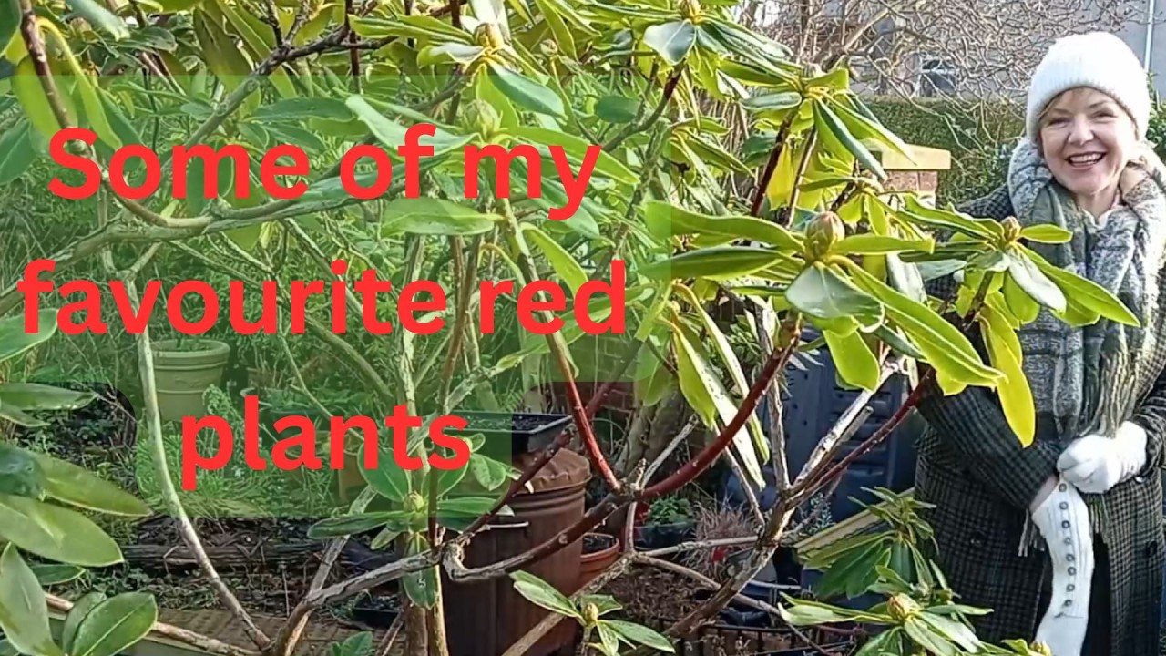 The garden inspiration series - red plants you'll love