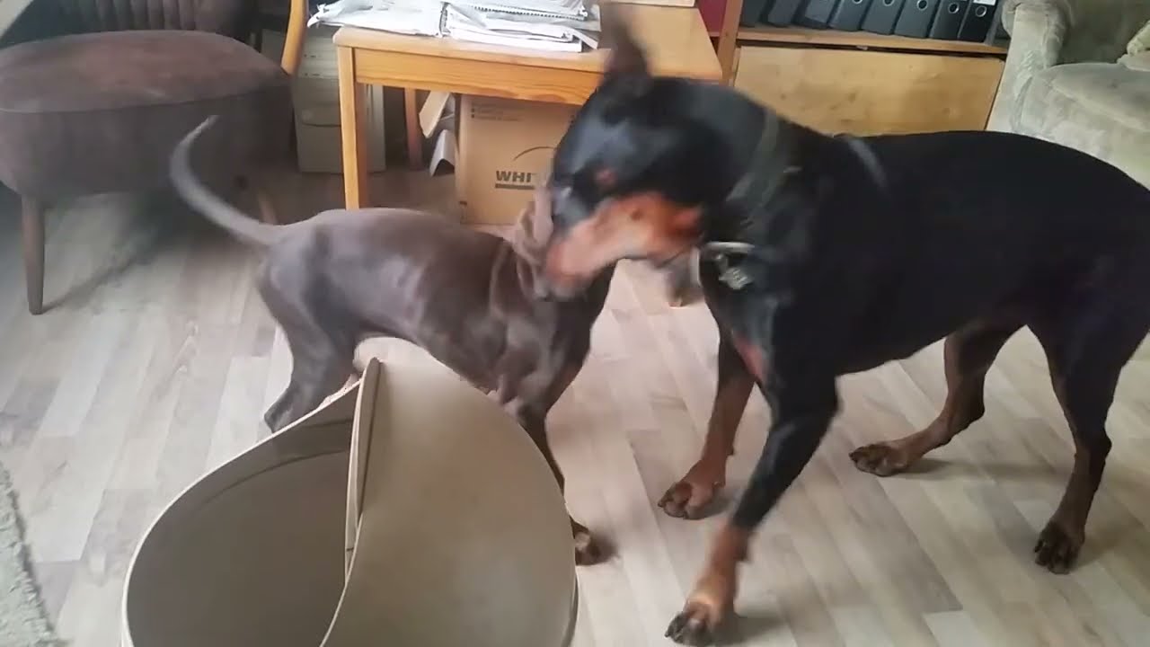 Ämbis Welt: Wie Dobermänner den Ringkampf erlernen
