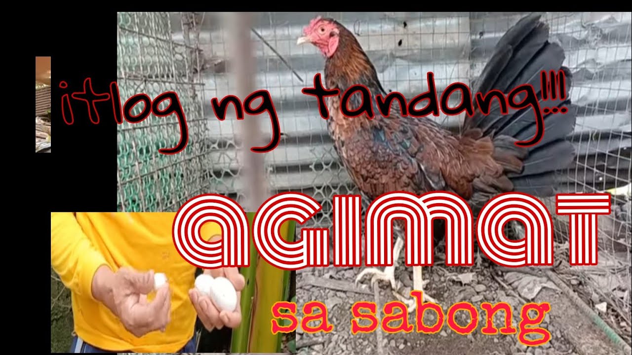 Mutya ng itlog, Agimat sa sabong