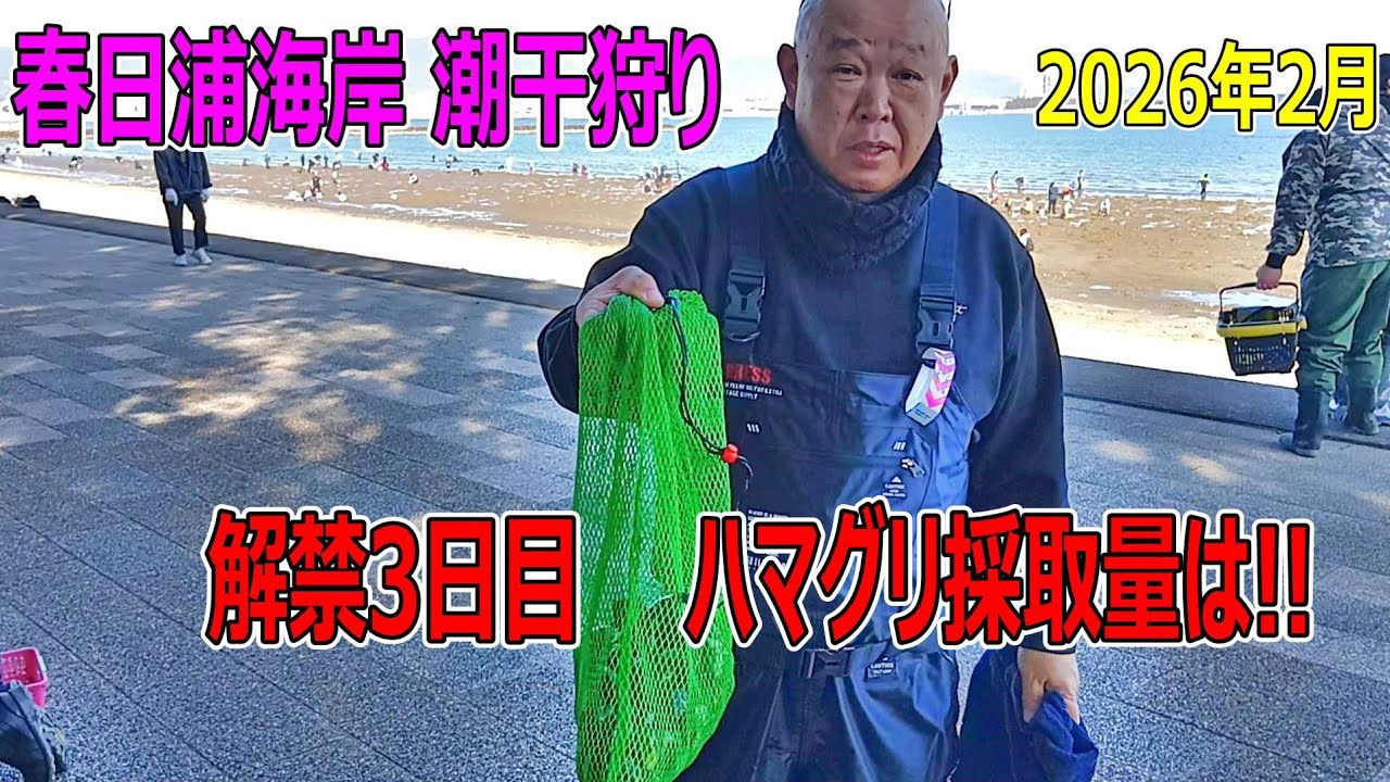 2026年 春日浦海岸 潮干狩り 解禁3日目ハマグリの採取量は？