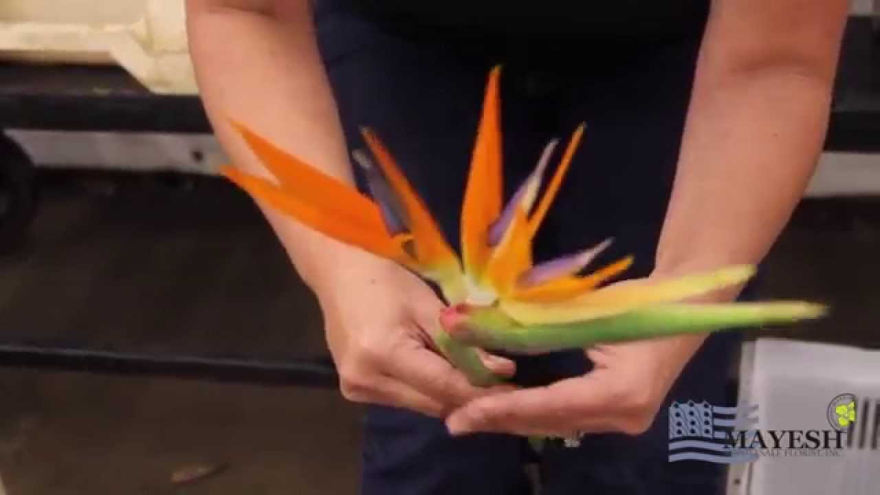 June 2014 Wholesale Flower Product Showcase: How to Open Birds of Paradise